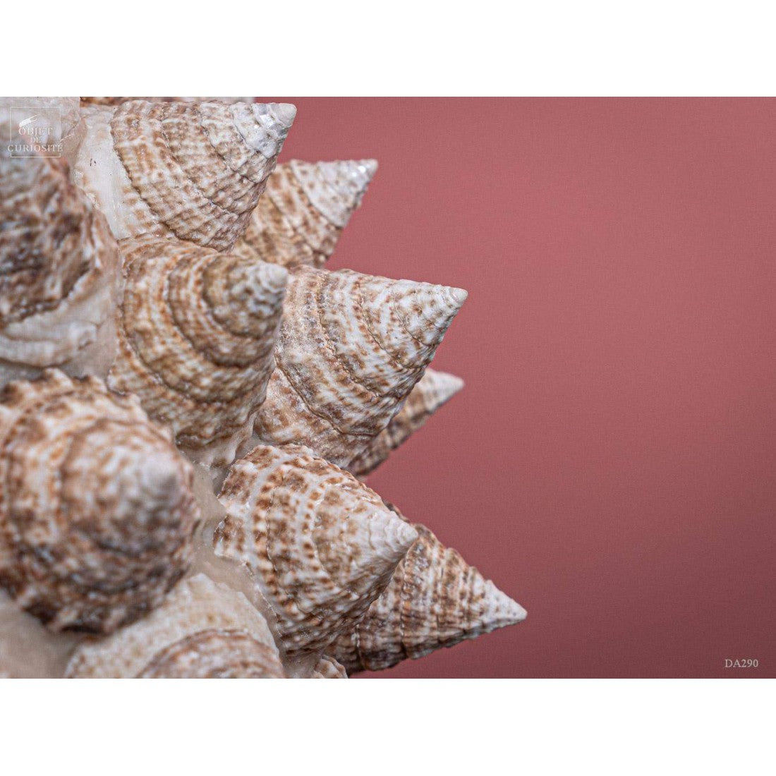 TROCHUS seashells ball on black base